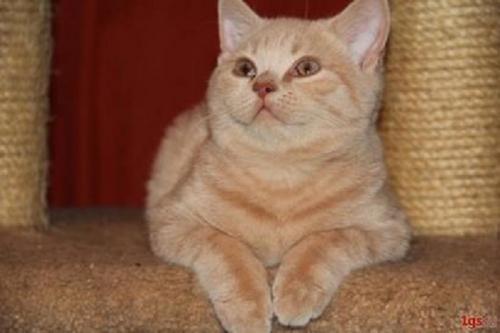 Продам котенка Британская кошка - Россия, Москва, Москва. Цена 8000 рублей