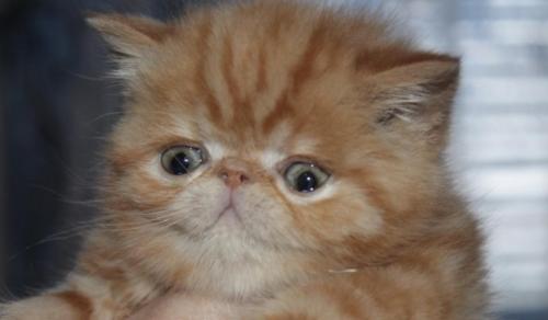 Продам котенка Экзотическая кошка - Украина, Киев. Цена 4200 гривен