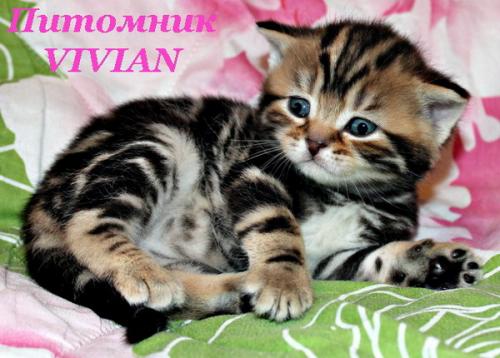 Продам котенка Британская кошка - Россия, Москва, Москва