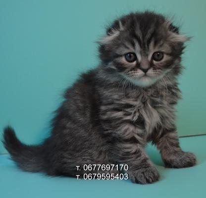 Продам котенка Шотландская вислоухая - Украина, Днепропетровск. Цена 3000 гривен