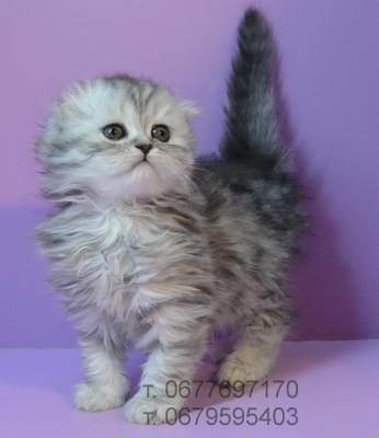 Продам котенка Шотландская вислоухая - Украина, Днепропетровск. Цена 3000 гривен