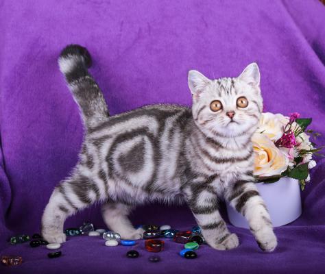 Продам котенка Британская кошка - Украина, Днепропетровск. Цена 4500 гривен