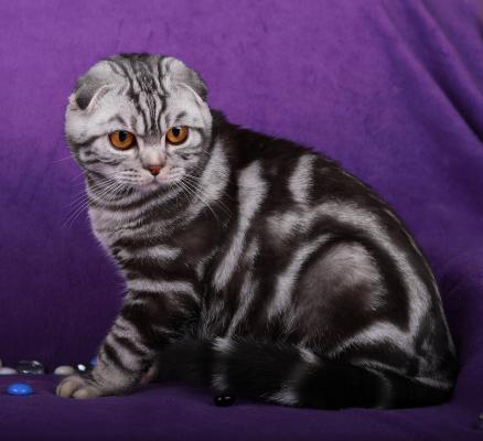 Продам котенка Шотландская вислоухая - Украина, Днепропетровск. Цена 7000 гривен