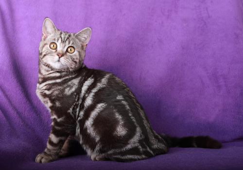 Продам котенка Британская кошка - Украина, Днепропетровск. Цена 3000 гривен