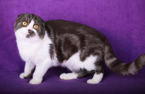 Продам котенка Скотиш фолд - Украина, Днепропетровск. Цена 4500 гривен