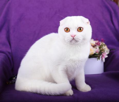 Продам котенка Шотландская вислоухая - Украина, Днепропетровск. Цена 5500 гривен
