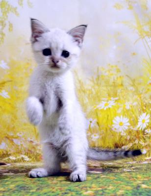 Продам котенка Британская кошка - Россия, Москва, Москва. Цена 15000 рублей