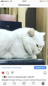 Продам котенка Британская кошка, Серебристая шиншилла затушёванная  - Россия, Якутск. Цена 70000 рублей