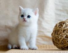 Kittens for sale british shorthair - Sweden, Goteborg