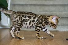 Kittens for sale bengal cat - Germany, Berlin