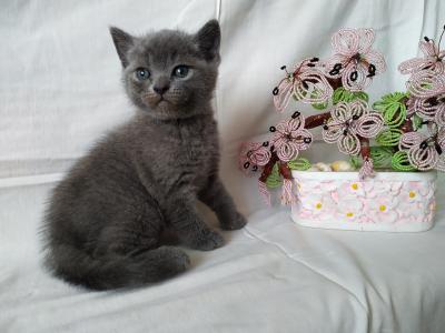 Продам котенка Британская кошка - Беларусь, Минск. Цена 50 долларов