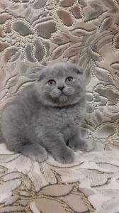 Продам котенка Британская кошка - Украина, Харьков. Цена 1200 гривен