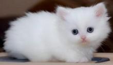 Kittens for sale persian - United Kingdom, London