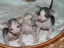 Kittens for sale canadian sphynx - Ireland, Cork. Price 300 $