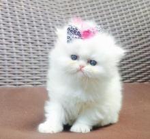 Kittens for sale persian - Armenia, Armenia