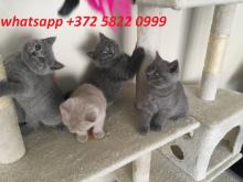 Kittens for sale british shorthair - Russia, Moscow