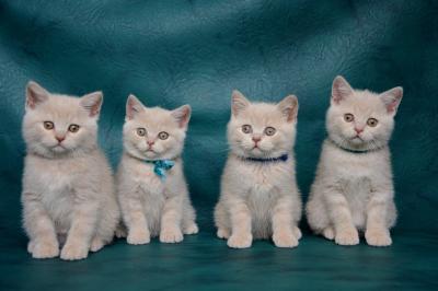 Продам котенка Британская кошка - Беларусь, Брест. Цена 150 долларов