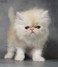Kittens for sale persian - Cyprus, Protaras