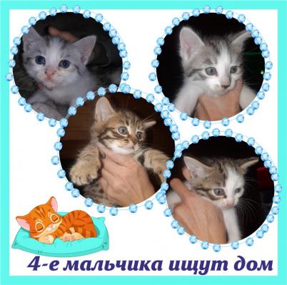 Отдам котят в добрые руки Беспородная, Милые котята ищут семью. - Россия, Москва