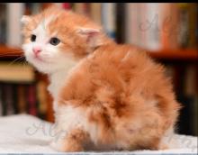 Kittens for sale kurilian bobtail - Russia, Moscow. Price 1000 €.  Cattery 