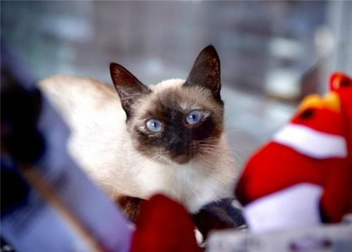 Отдам котят в добрые руки Сиамская кошка, Красивая кошечка Гайка ищет семью. - Россия, Москва