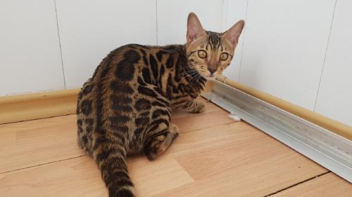 Продам котенка Бенгальская кошка - Украина, Львов. Цена 15000 гривен