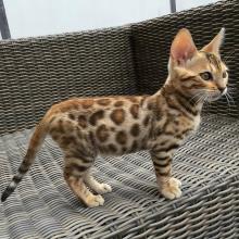 Kittens for sale bengal cat - Netherlands, Eindhoven