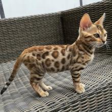 Kittens for sale bengal cat - Greece, Patra