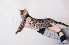 Kittens for sale bengal cat - Hungary, Budapest. Price 550,00 €