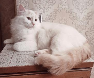 Продам котенка Ван (Турецкая кошка) - Россия, Москва, Москва. Цена 4000 рублей