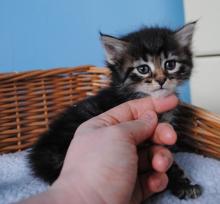 Kittens for sale siberian - Cyprus, Protaras
