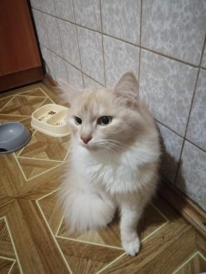 Отдам котят в добрые руки Беспородная - Украина, Запорожье