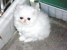 Kittens for sale persian - Cyprus, Nicosia