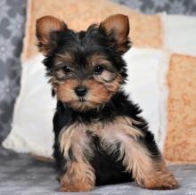 Puppies for sale yorkshire terrier - Denmark, Odense