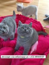 Kittens for sale british shorthair - Estonia, Sillamyae