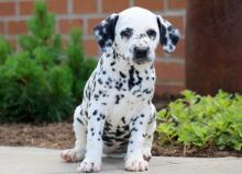 Puppies for sale dalmatian - Finland, Kotka