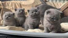 Kittens for sale british shorthair - Cyprus, Nicosia