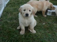 Puppies for sale golden retriever - Greece, Patra