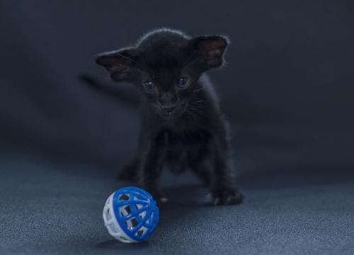 Продам котенка Ориентальная кошка - Россия, Красноярск. Цена 60000 рублей