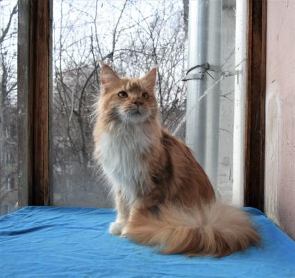 Продам котенка Мейн-кун - Россия, Москва. Цена 25000 рублей