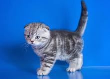 Kittens for sale scottish fold - Ireland, Cork
