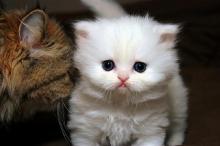 Kittens for sale persian - United Kingdom, London