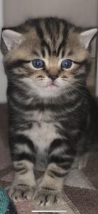 Продам котенка Британская кошка - Украина, Днепропетровск. Цена 500 долларов