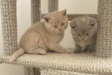 Kittens for sale british shorthair - Estonia, Tartu