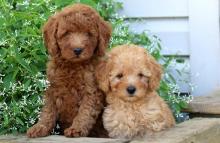 Puppies for sale toy-poodle - Hungary, NyГ­regyhГЎza