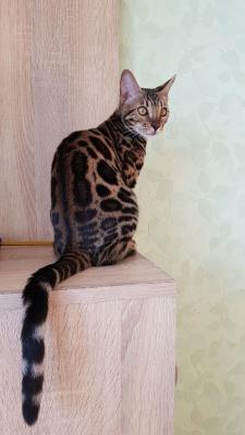 Продам котенка Бенгальская кошка - Украина, Винница. Цена 15000 рублей