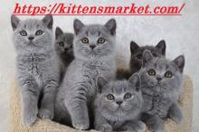 Kittens for sale british shorthair - Ireland, Cork