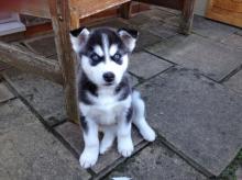 Puppies for sale , siberian husky - Luxembourg, Luxembourg