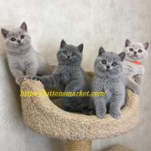 Kittens for sale british shorthair - Poland, Warsaw