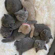 Kittens for sale british shorthair - Cyprus, Nicosia